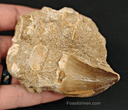 Authentic 1.58" Mosasaur Tooth in Matrix - Morocco - Fossil Driven