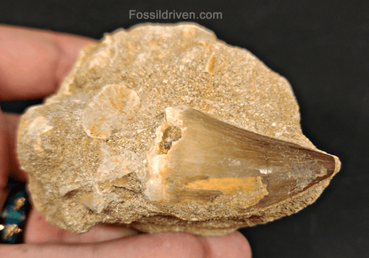 Authentic 1.58" Mosasaur Tooth in Matrix - Morocco - Fossil Driven