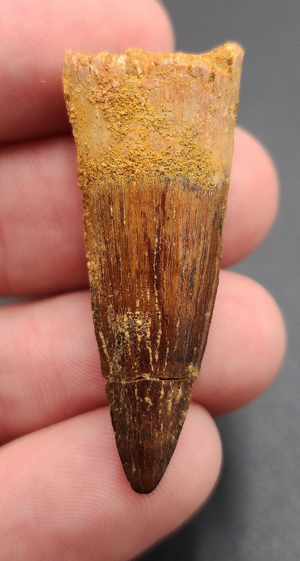 Authentic, 1.58" Spinosaurus Tooth - Real Dinosaur Tooth - Fossil Driven
