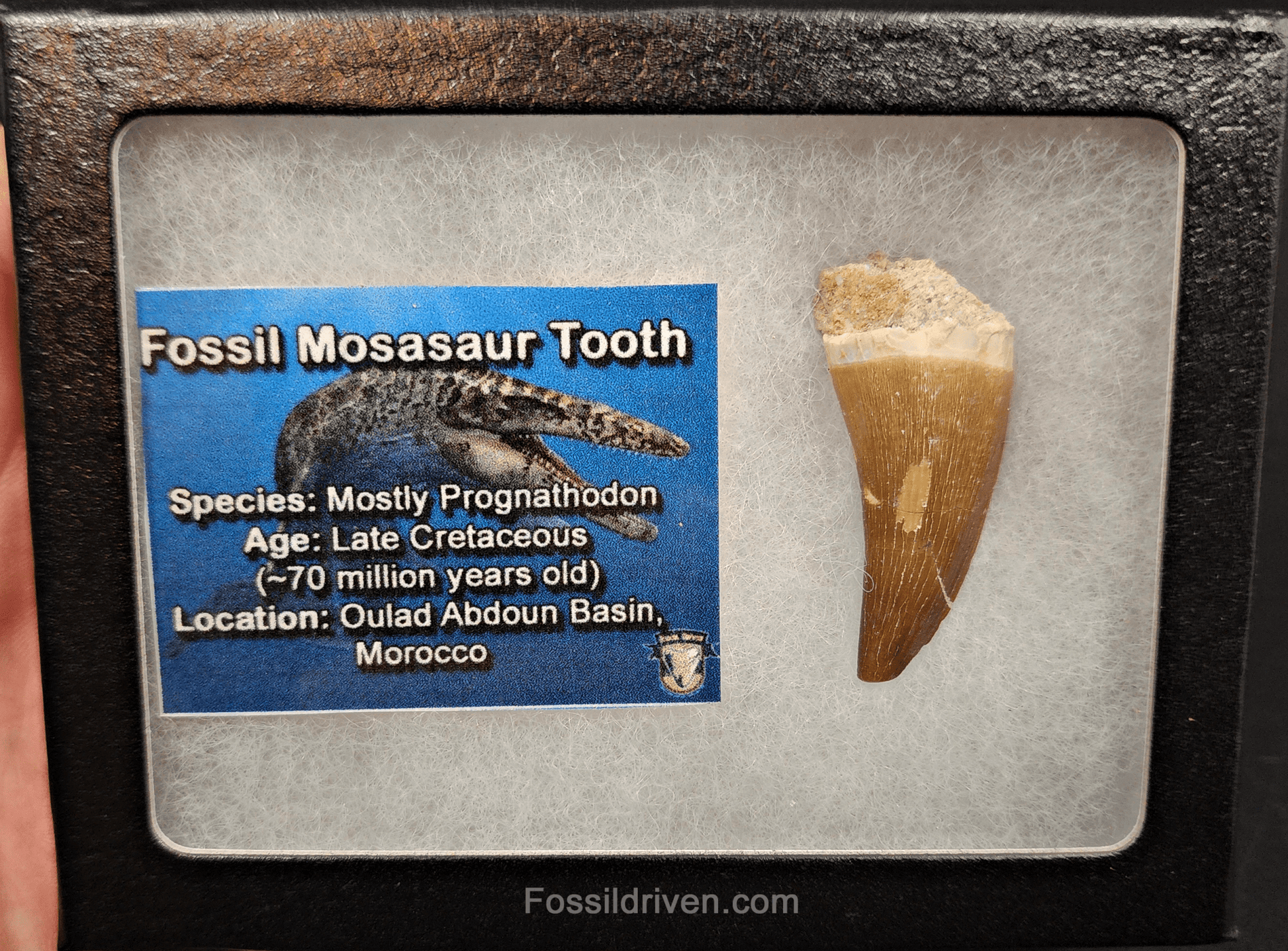 Authentic, 1.59" Mosasaur Tooth - Morocco - Fossil Driven