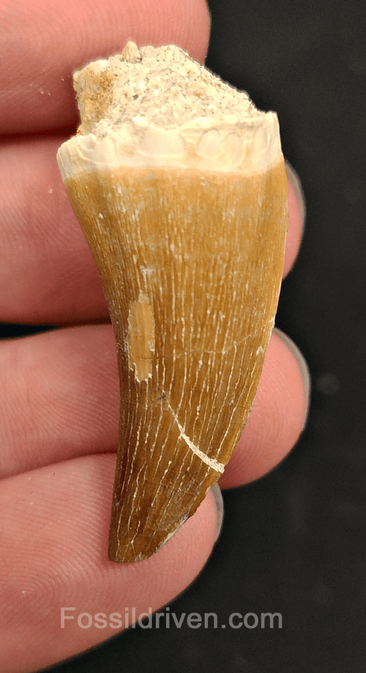 Authentic, 1.59" Mosasaur Tooth - Morocco - Fossil Driven