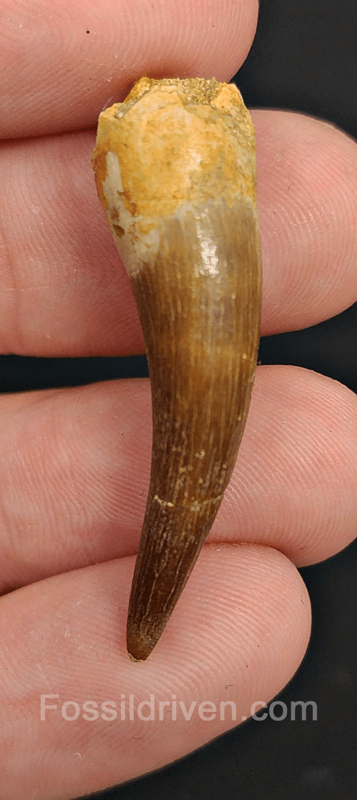 Authentic, 1.59" Plesiosaur Tooth - Morocco - Fossil Driven