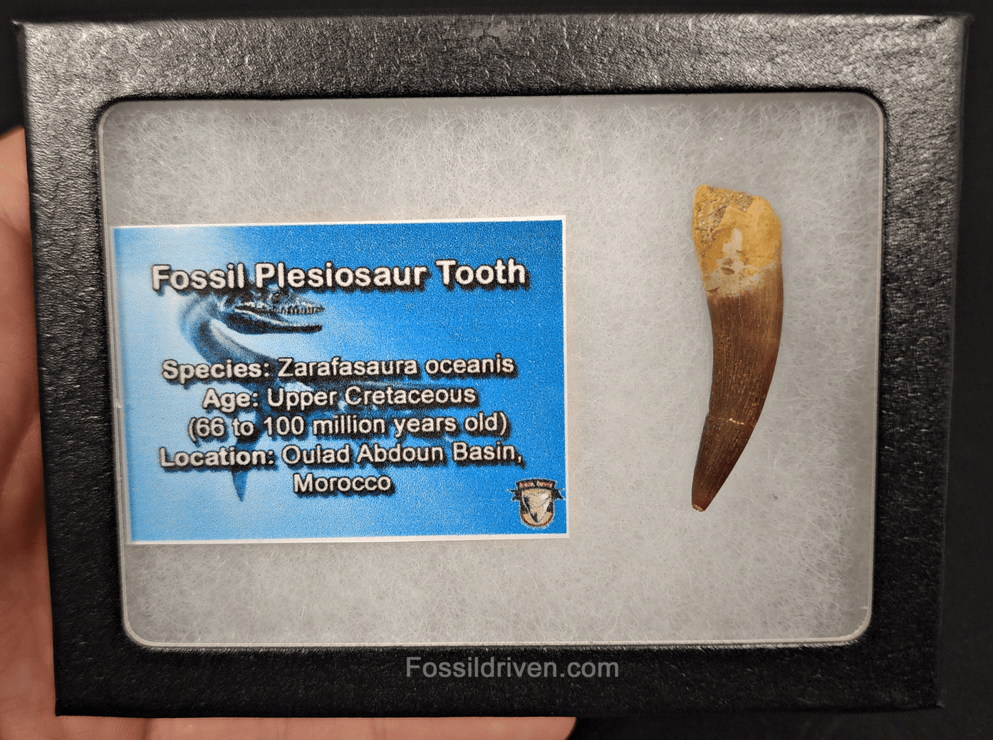 Authentic, 1.59" Plesiosaur Tooth - Morocco - Fossil Driven