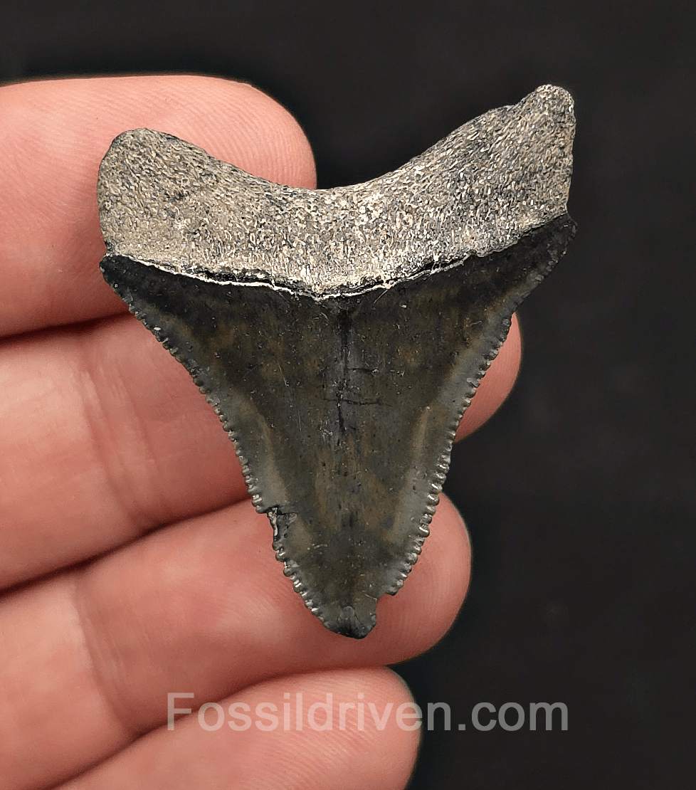 Authentic, 1.61" Megalodon Tooth - Bone Valley, Florida - Fossil Driven