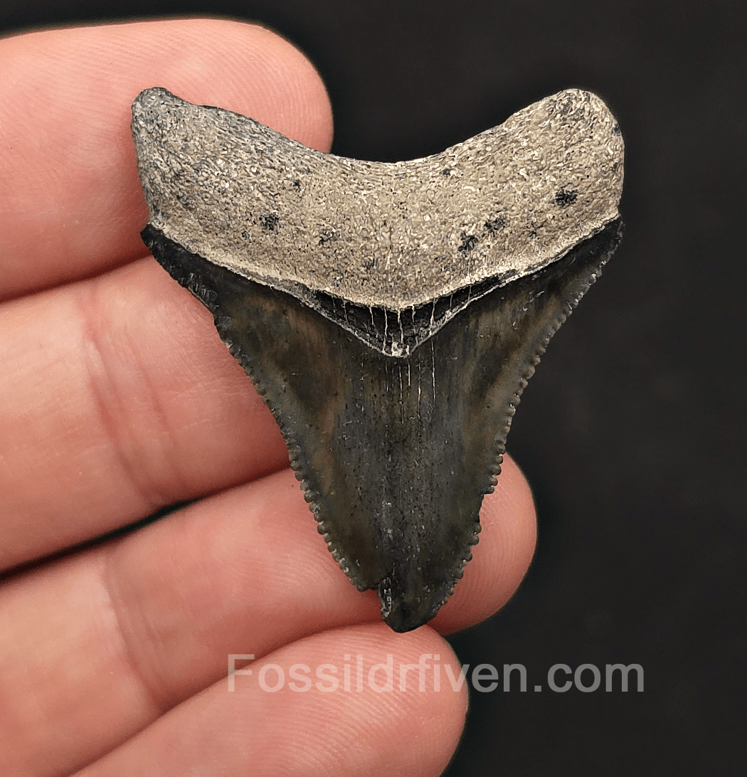 Authentic, 1.61" Megalodon Tooth - Bone Valley, Florida - Fossil Driven