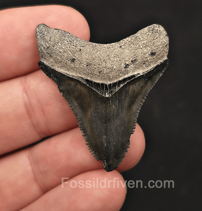 Authentic, 1.61" Megalodon Tooth - Bone Valley, Florida - Fossil Driven
