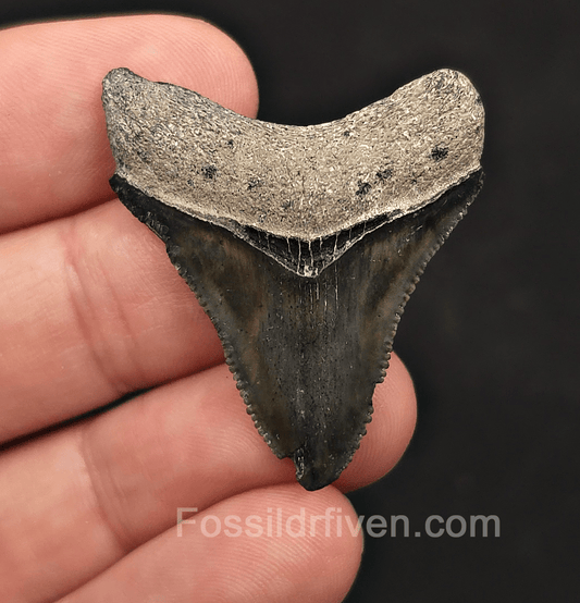 Authentic, 1.61" Megalodon Tooth - Bone Valley, Florida - Fossil Driven