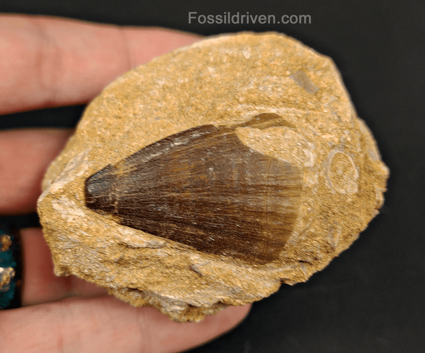 Authentic 1.61" Mosasaur Tooth in Matrix - Morocco - Fossil Driven
