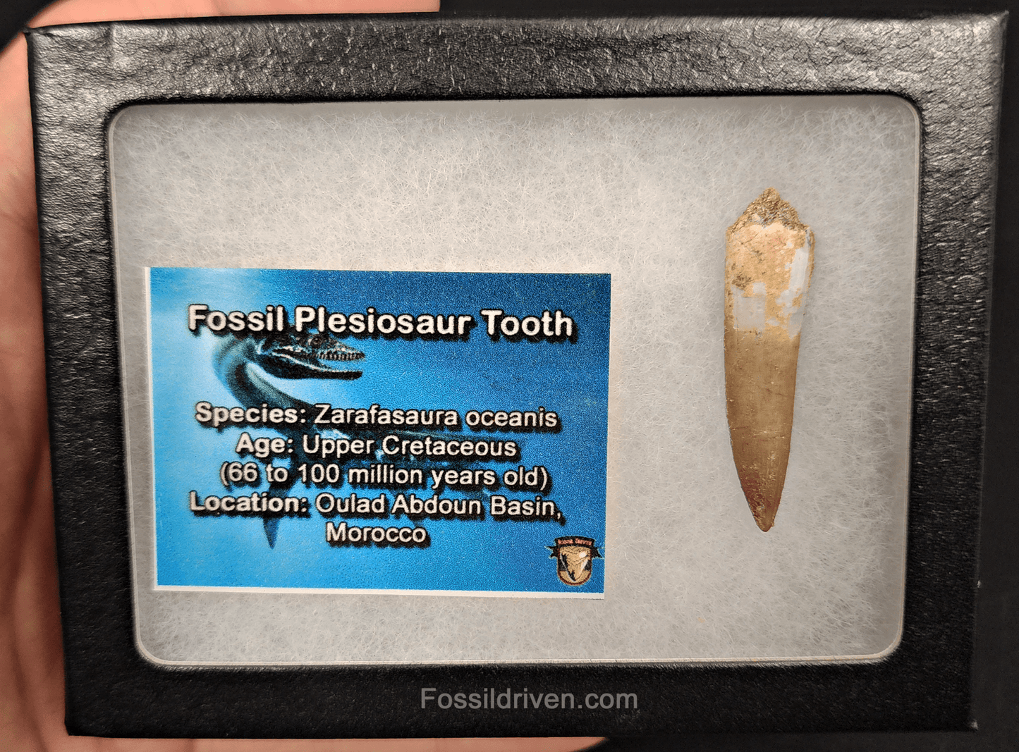 Authentic, 1.62" Plesiosaur Tooth - Morocco - Fossil Driven