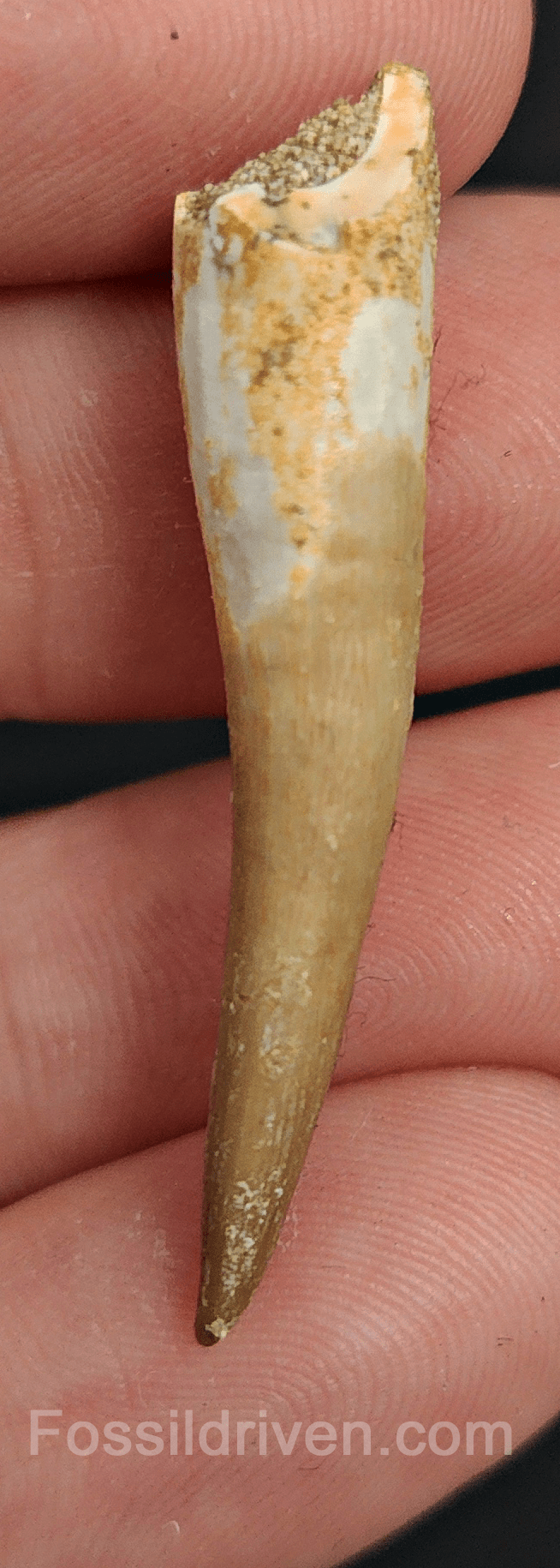 Authentic, 1.62" Plesiosaur Tooth - Morocco - Fossil Driven