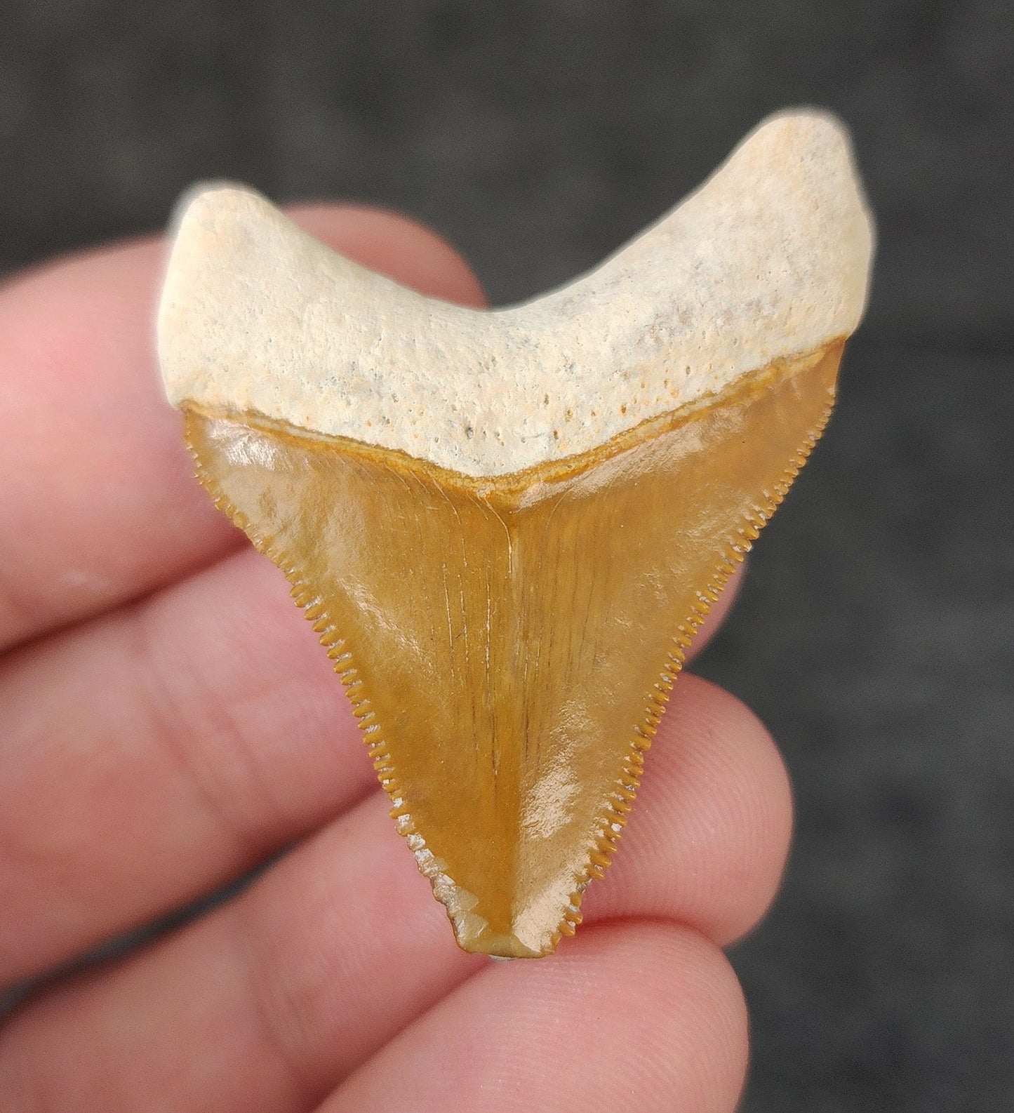 Authentic, 1.65" Fossil Megalodon Tooth - Bone Valley, Florida - Fossil Driven