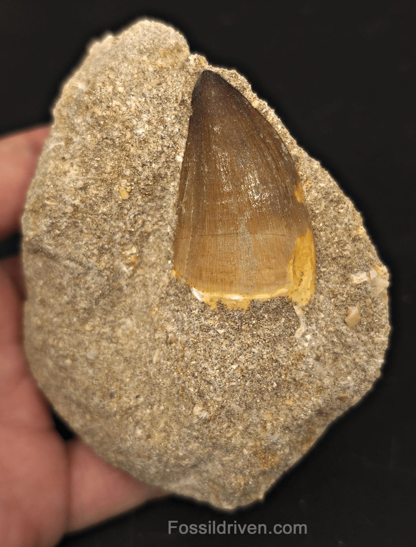 Authentic 1.65" Mosasaur Tooth in Matrix - Morocco - Fossil Driven