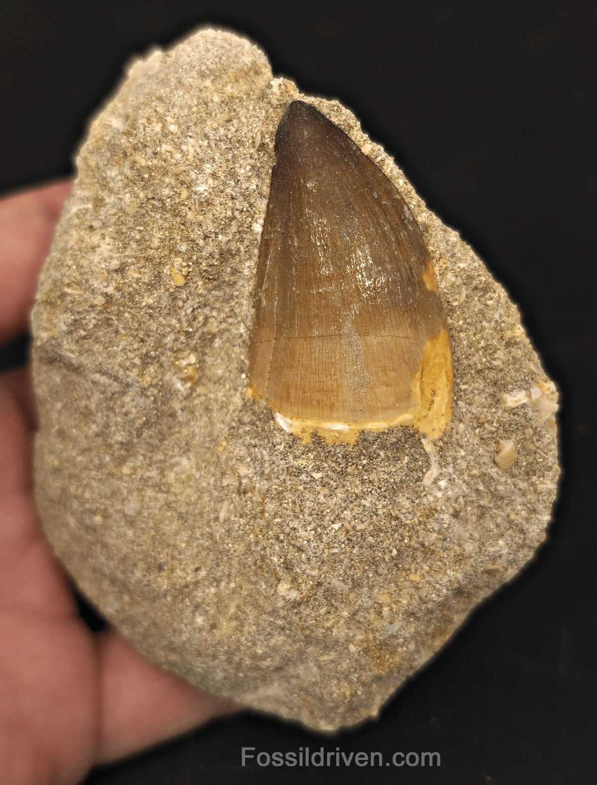 Authentic 1.65" Mosasaur Tooth in Matrix - Morocco - Fossil Driven