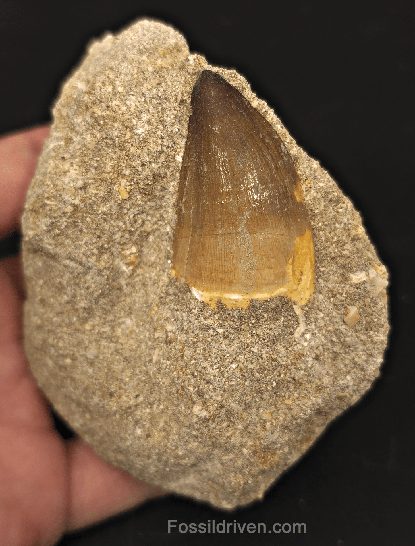 Authentic 1.65" Mosasaur Tooth in Matrix - Morocco - Fossil Driven