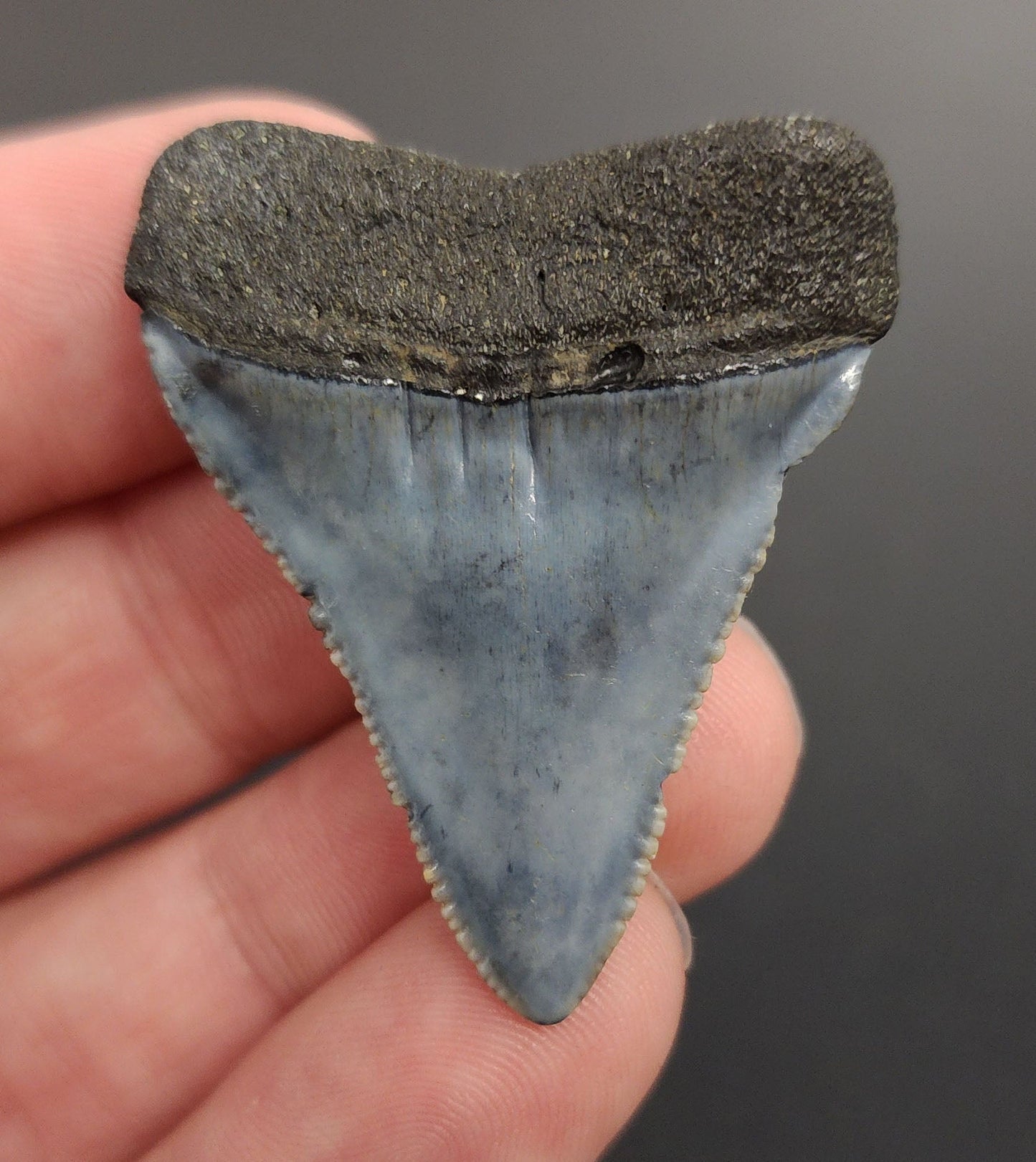 Authentic, 1.66" Fossil Great White Tooth - South Carolina - Fossil Driven