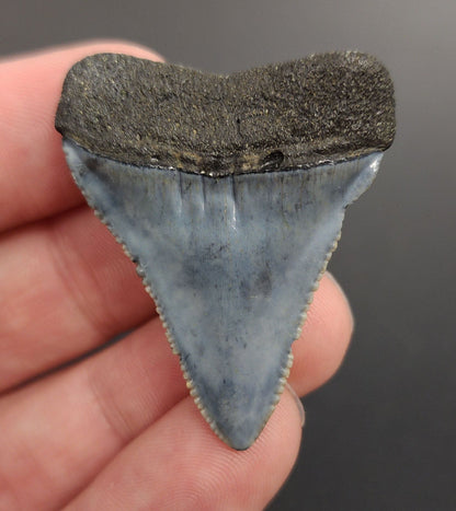 Authentic, 1.66" Fossil Great White Tooth - South Carolina - Fossil Driven