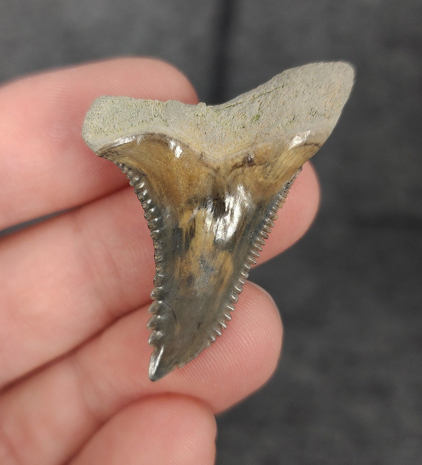 Authentic, 1.66" Fossil Hemipristis Tooth - Bone Valley, Florida - Fossil Driven