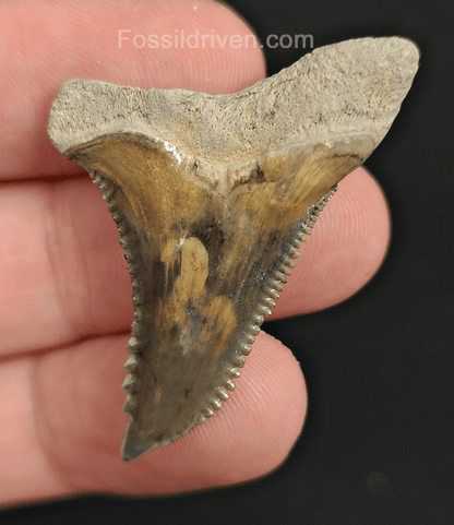 Authentic, 1.66" Fossil Hemipristis Tooth - Bone Valley, Florida - Fossil Driven