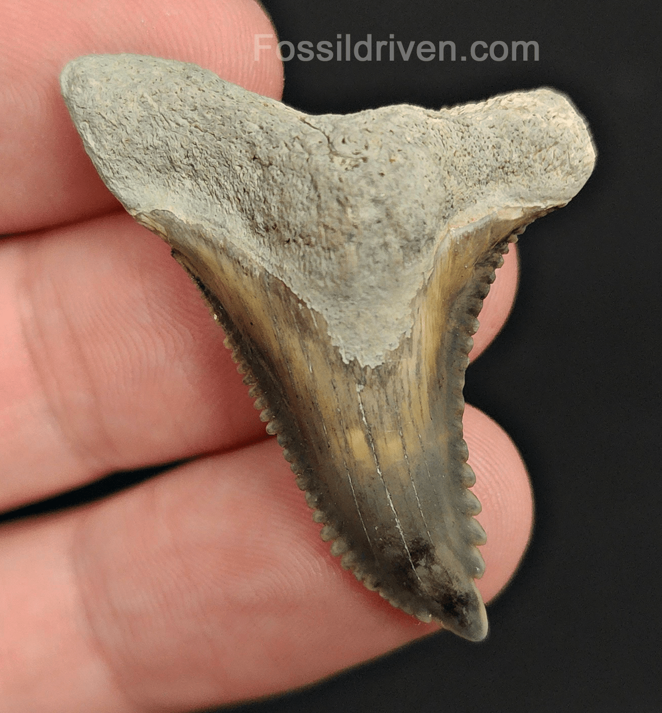 Authentic, 1.66" Fossil Hemipristis Tooth - Bone Valley, Florida - Fossil Driven