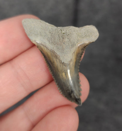 Authentic, 1.66" Fossil Hemipristis Tooth - Bone Valley, Florida - Fossil Driven