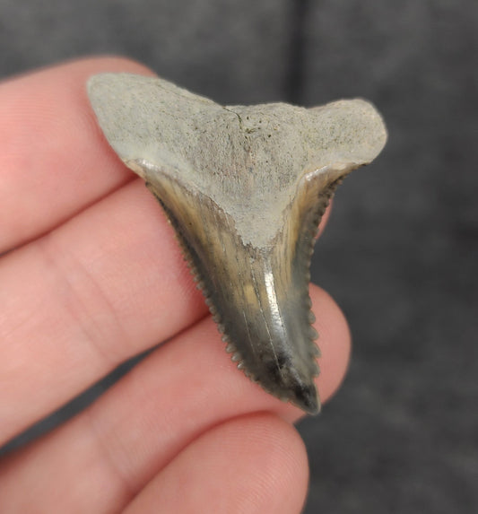 Authentic, 1.66" Fossil Hemipristis Tooth - Bone Valley, Florida - Fossil Driven