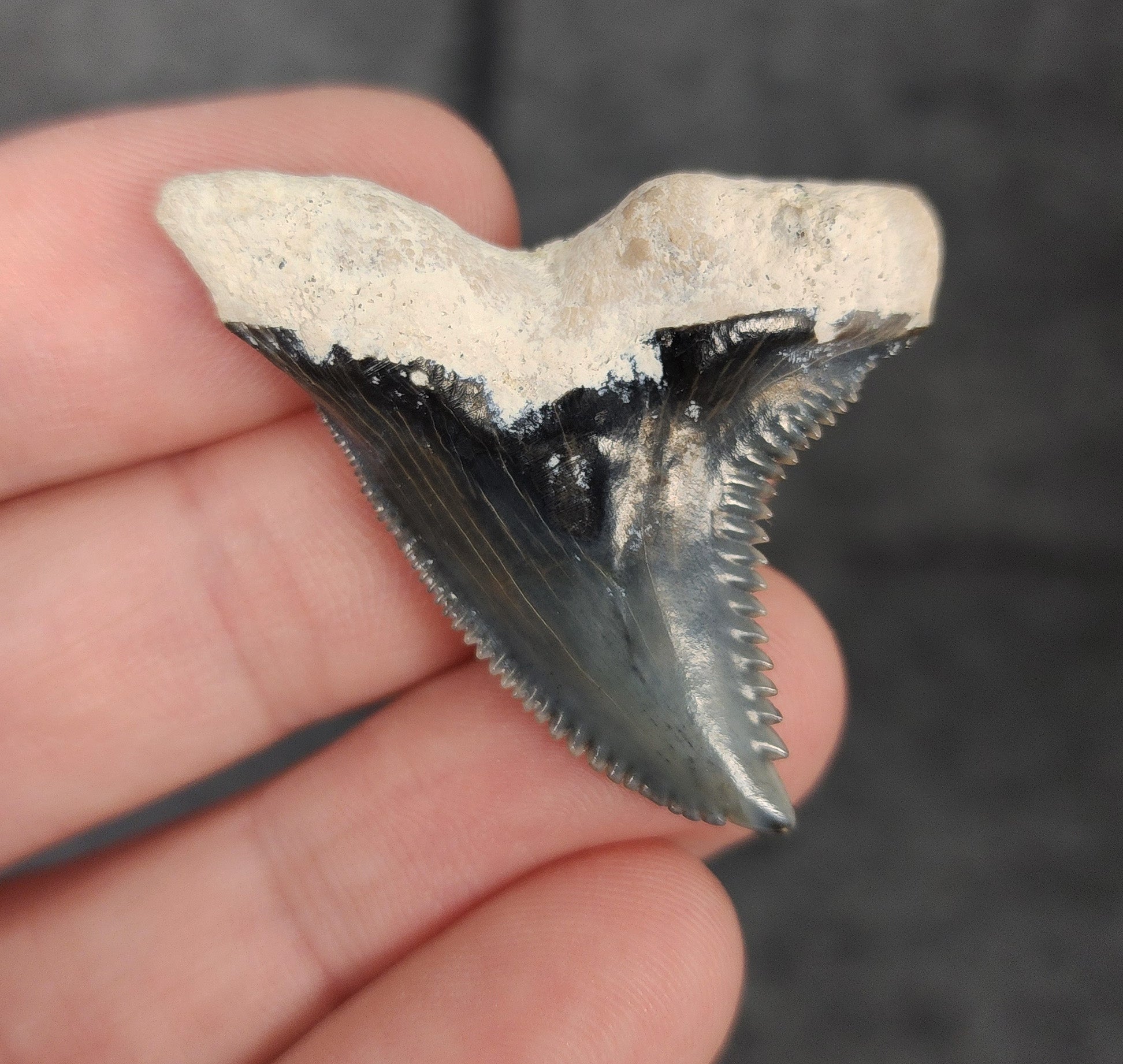 Authentic, 1.67" Fossil Hemipristis Tooth - Bone Valley, Florida - Fossil Driven