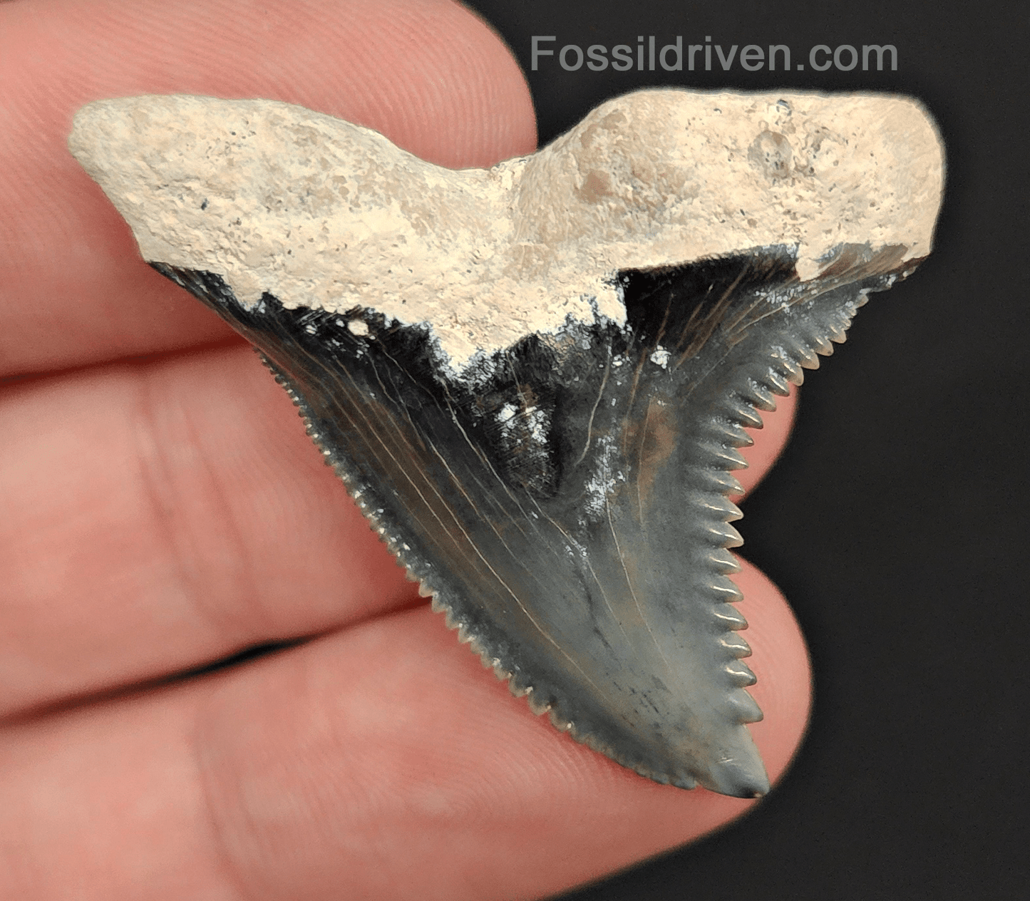 Authentic, 1.67" Fossil Hemipristis Tooth - Bone Valley, Florida - Fossil Driven