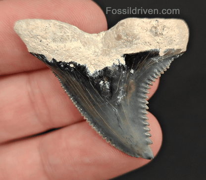 Authentic, 1.67" Fossil Hemipristis Tooth - Bone Valley, Florida - Fossil Driven