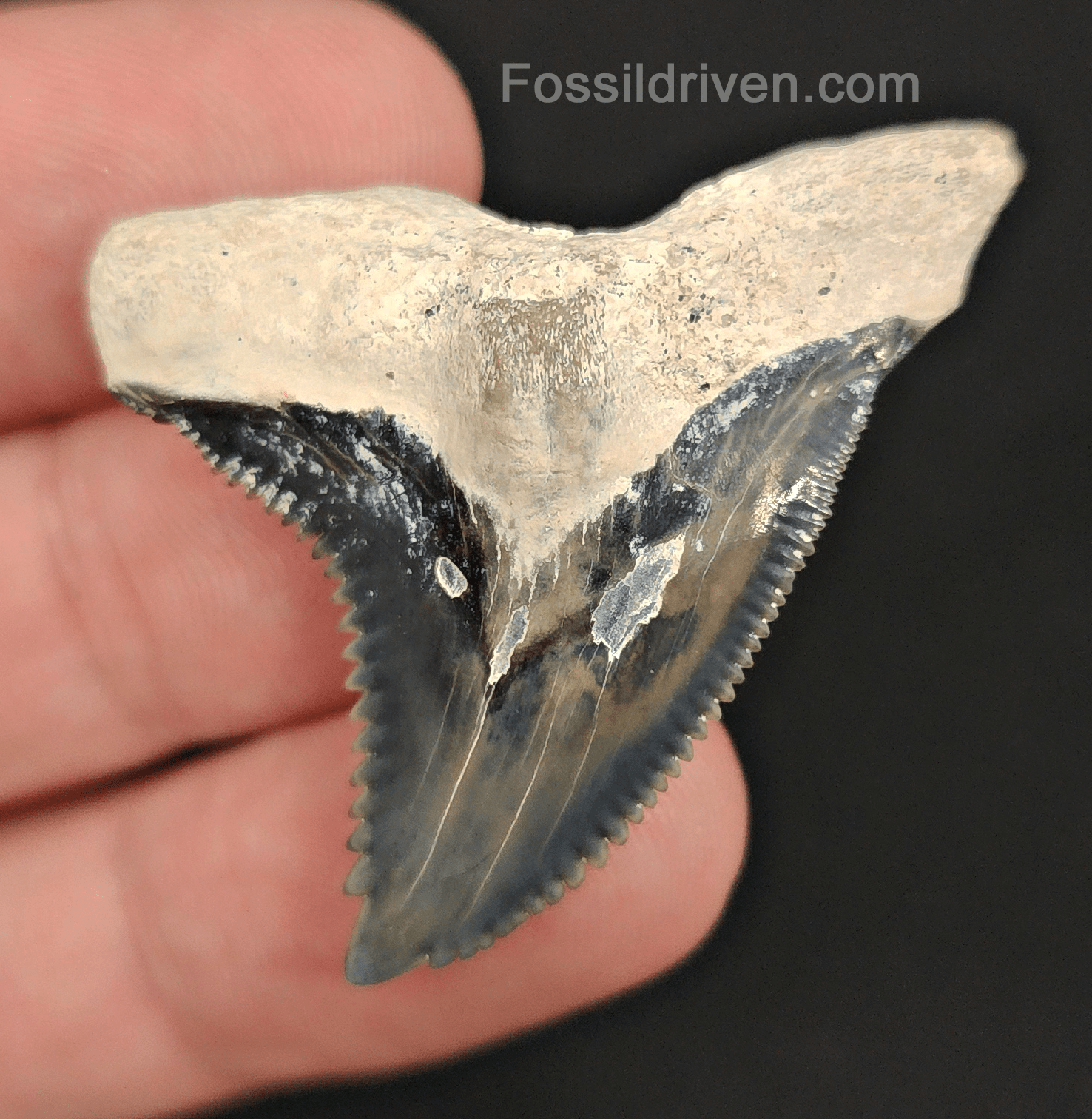 Authentic, 1.67" Fossil Hemipristis Tooth - Bone Valley, Florida - Fossil Driven