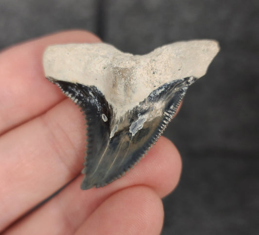 Authentic, 1.67" Fossil Hemipristis Tooth - Bone Valley, Florida - Fossil Driven