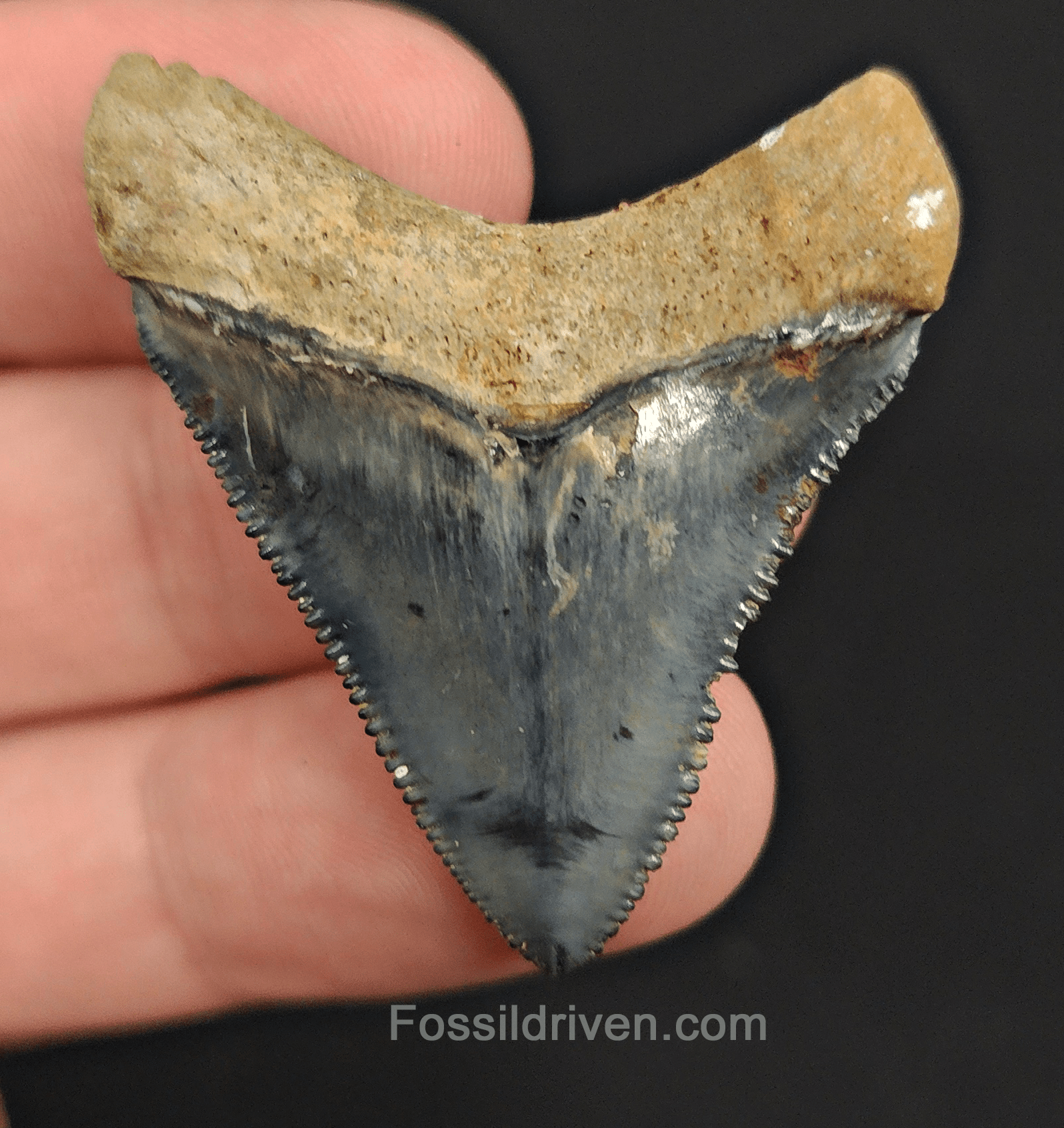 Authentic, 1.68" Fossil Megalodon Tooth - Golden Beach, Florida - Fossil Driven