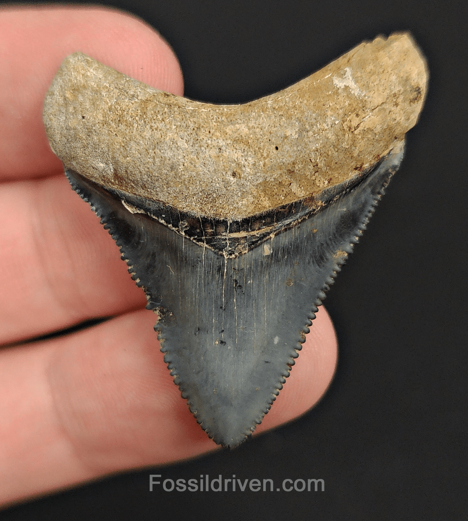 Authentic, 1.68" Fossil Megalodon Tooth - Golden Beach, Florida - Fossil Driven