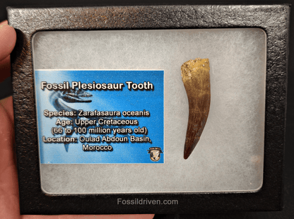 Authentic, 1.70" Plesiosaur Tooth - Morocco - Fossil Driven