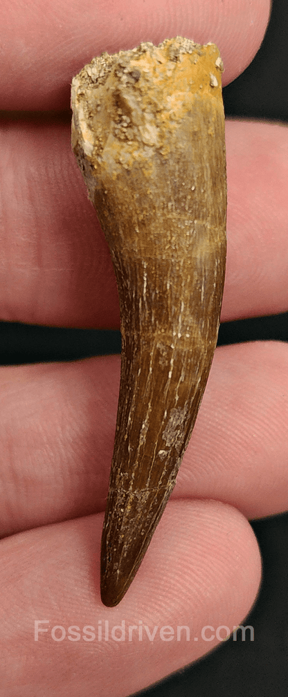 Authentic, 1.70" Plesiosaur Tooth - Morocco - Fossil Driven