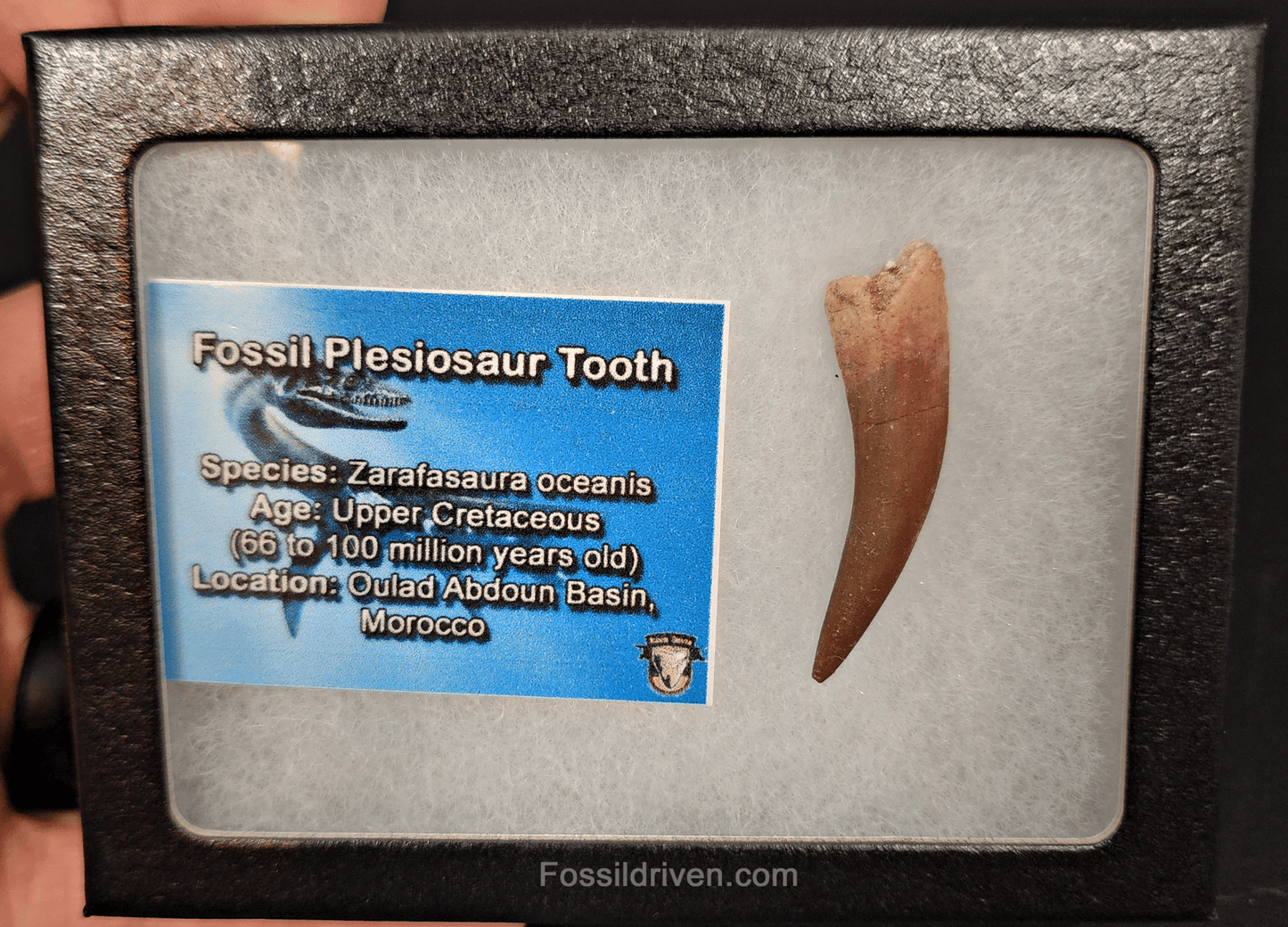 Authentic, 1.71" Plesiosaur Tooth - Morocco - Fossil Driven