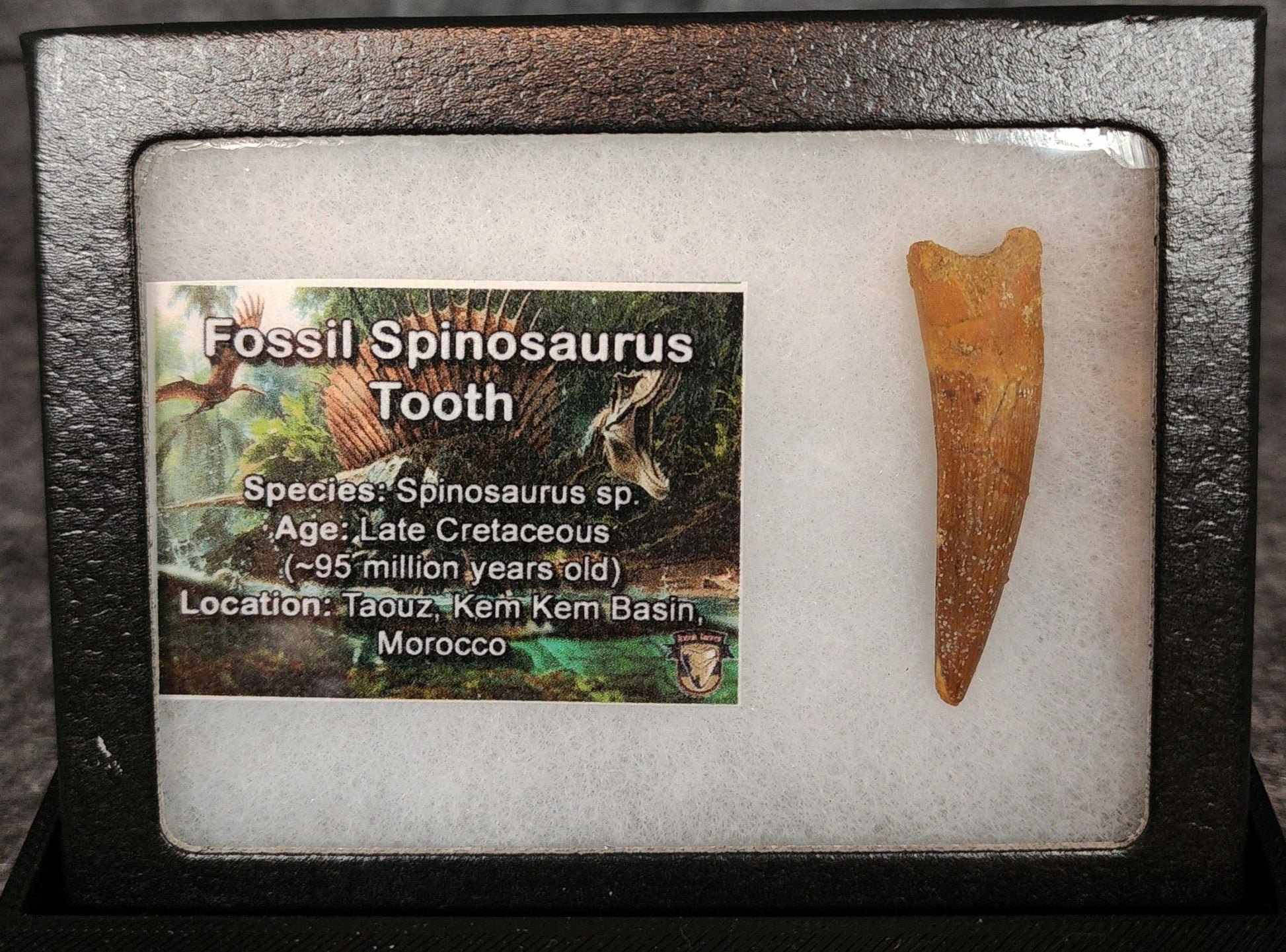 Authentic, 1.72" Spinosaurus Dinosaur Tooth - Morocco - Fossil Driven