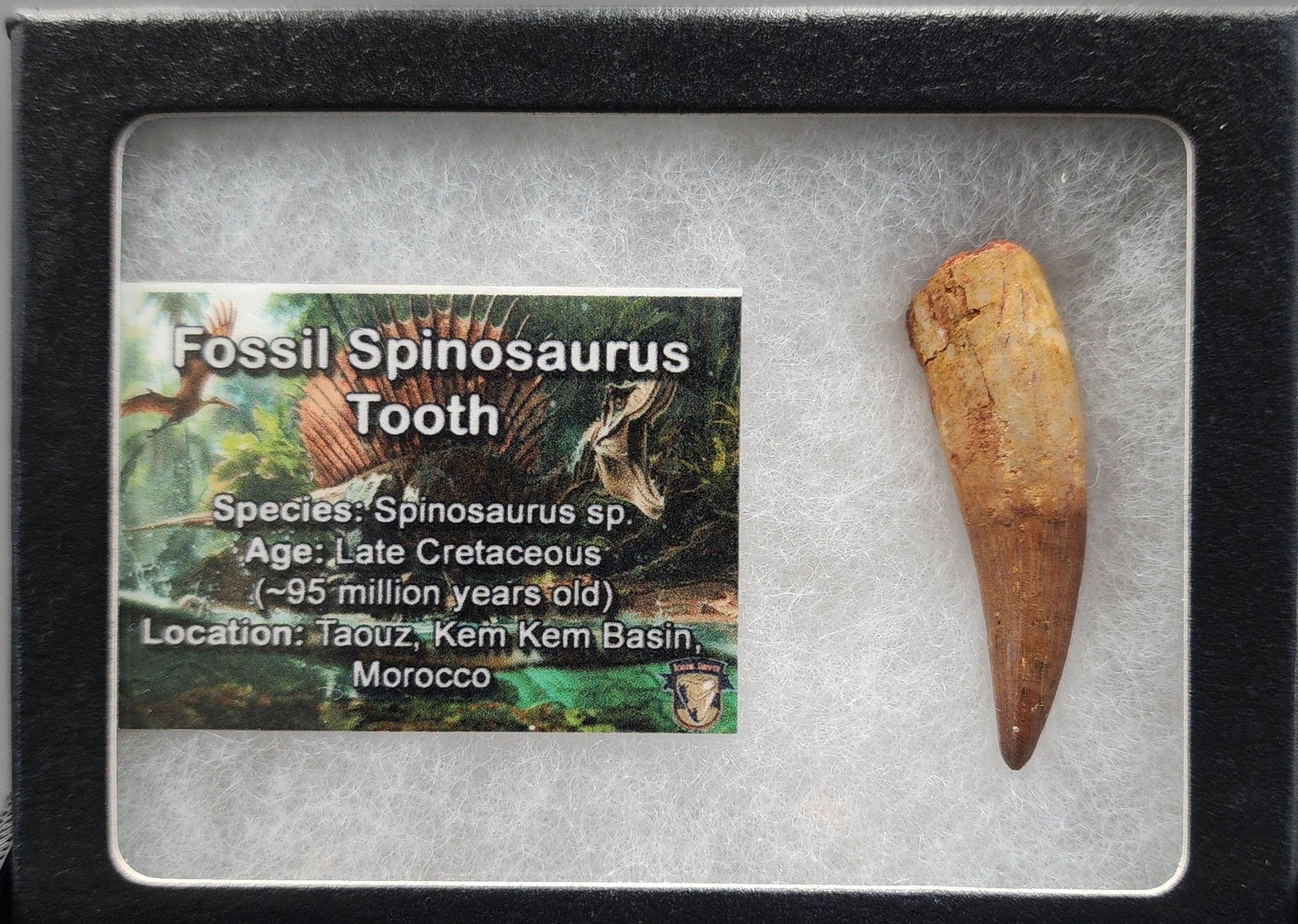 Authentic, 1.72" Spinosaurus Tooth - Real Dinosaur Tooth - Fossil Driven