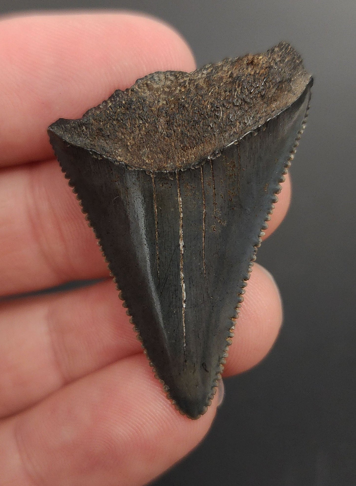 Authentic, 1.73" Fossil Great White Tooth - South Carolina - Fossil Driven