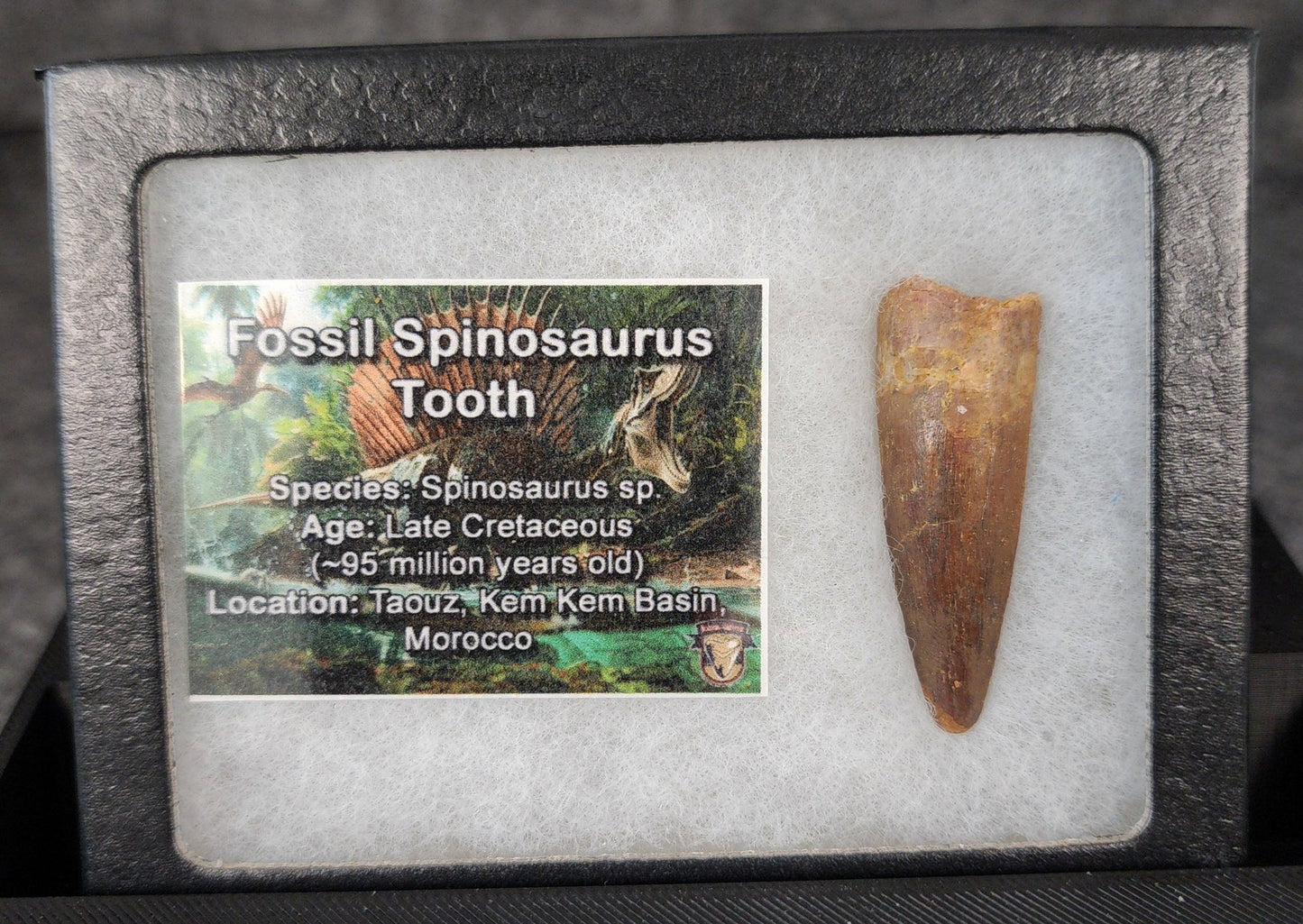 Authentic, 1.73" Spinosaurus Tooth - Real Dinosaur Tooth - Fossil Driven