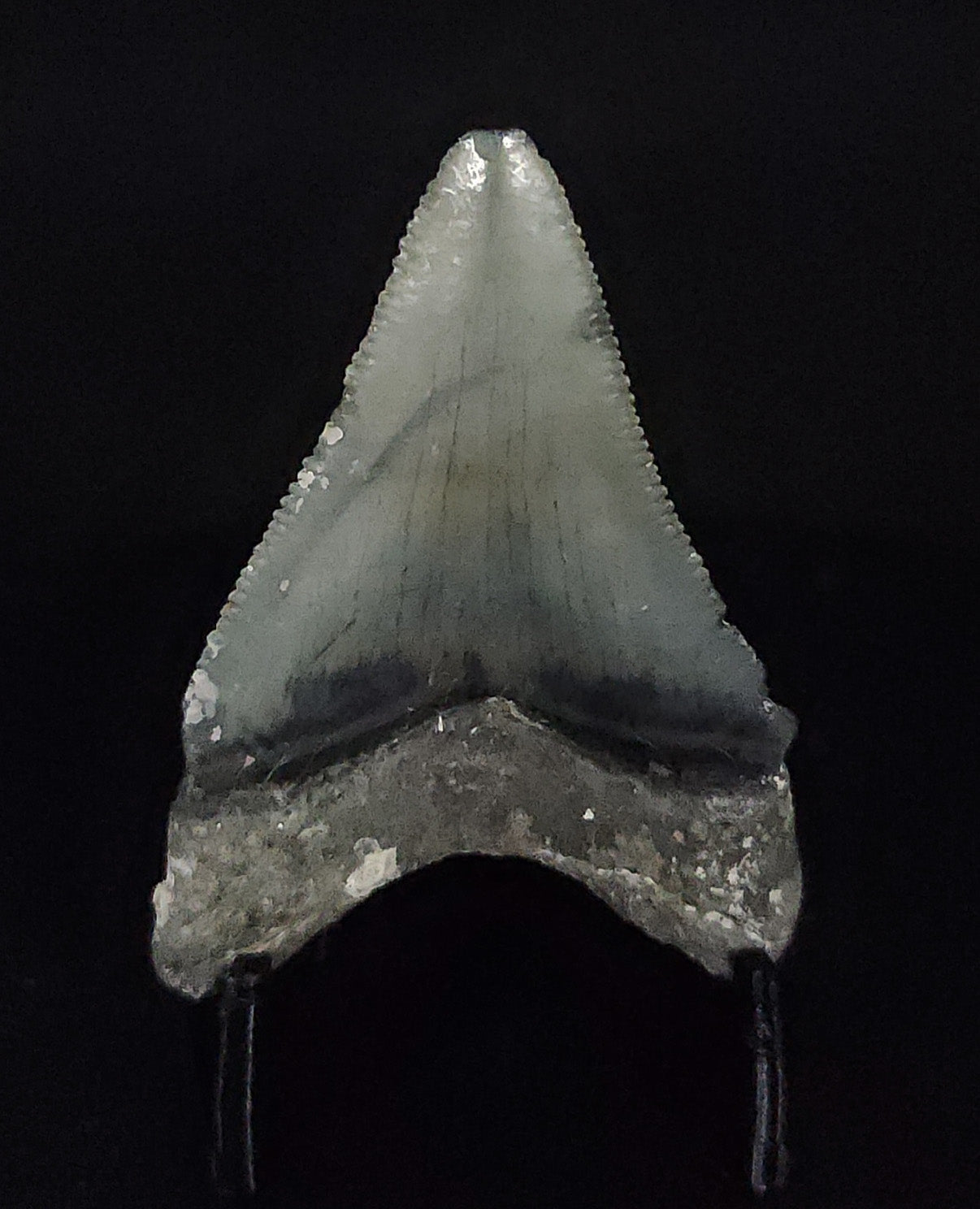 Authentic, 1.74" Fossil Megalodon Tooth - Venice, Florida - Fossil Driven