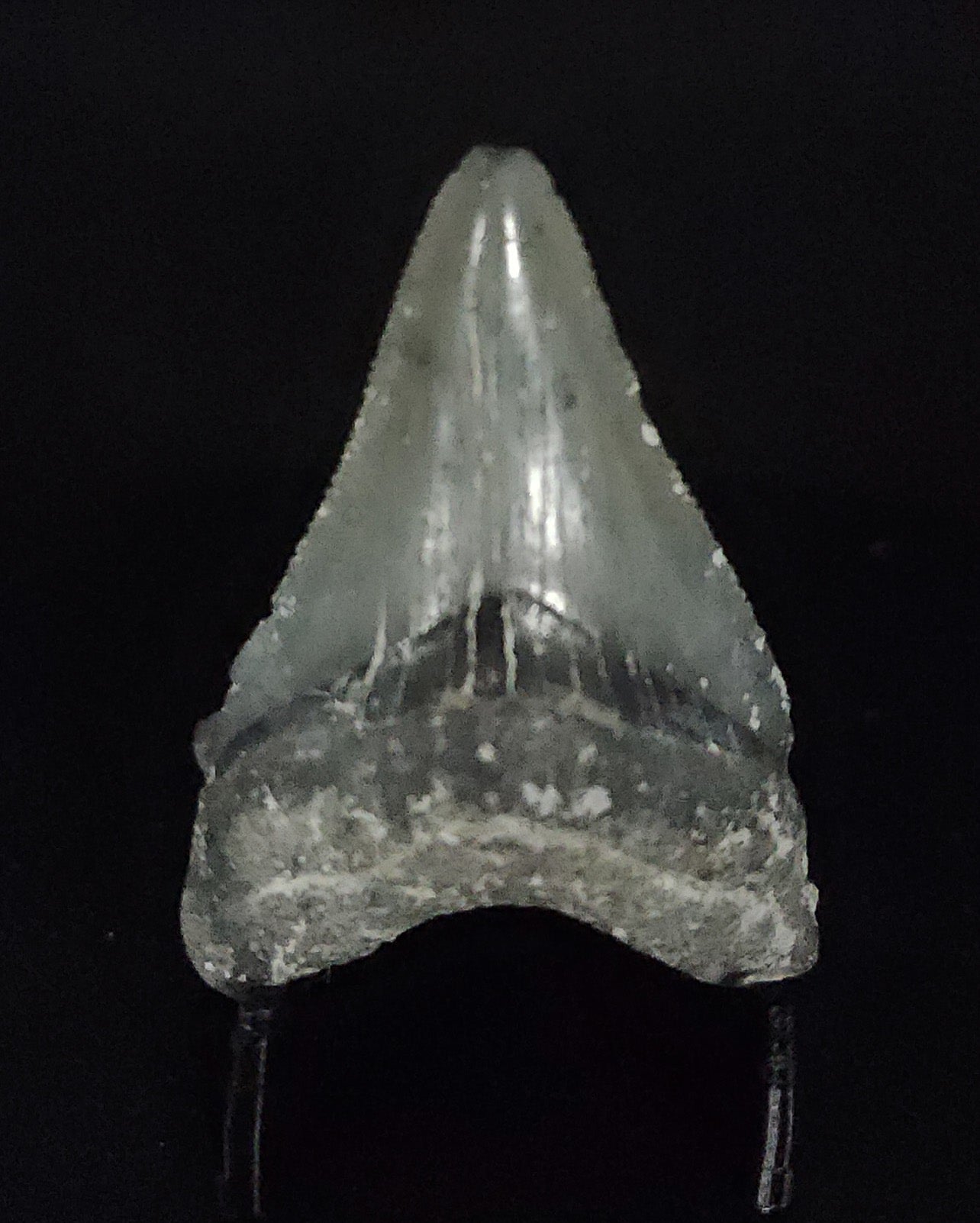 Authentic, 1.74" Fossil Megalodon Tooth - Venice, Florida - Fossil Driven