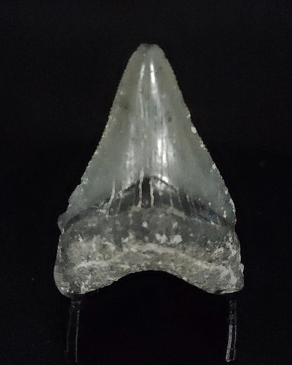 Authentic, 1.74" Fossil Megalodon Tooth - Venice, Florida - Fossil Driven