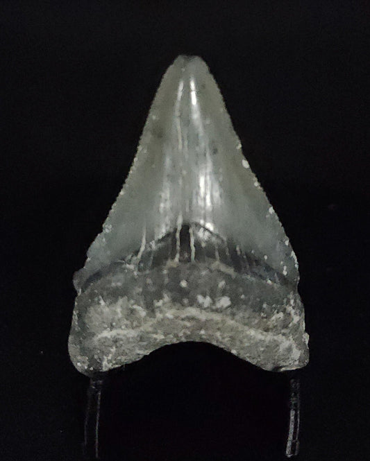 Authentic, 1.74" Fossil Megalodon Tooth - Venice, Florida - Fossil Driven