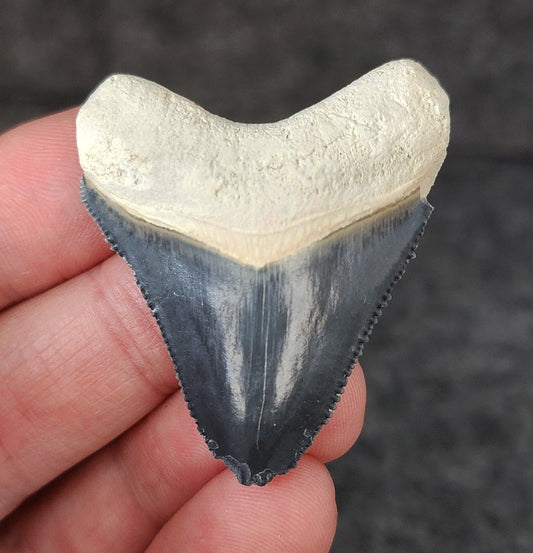 Authentic, 1.76" Fossil Megalodon Tooth - Bone Valley, Florida - Fossil Driven