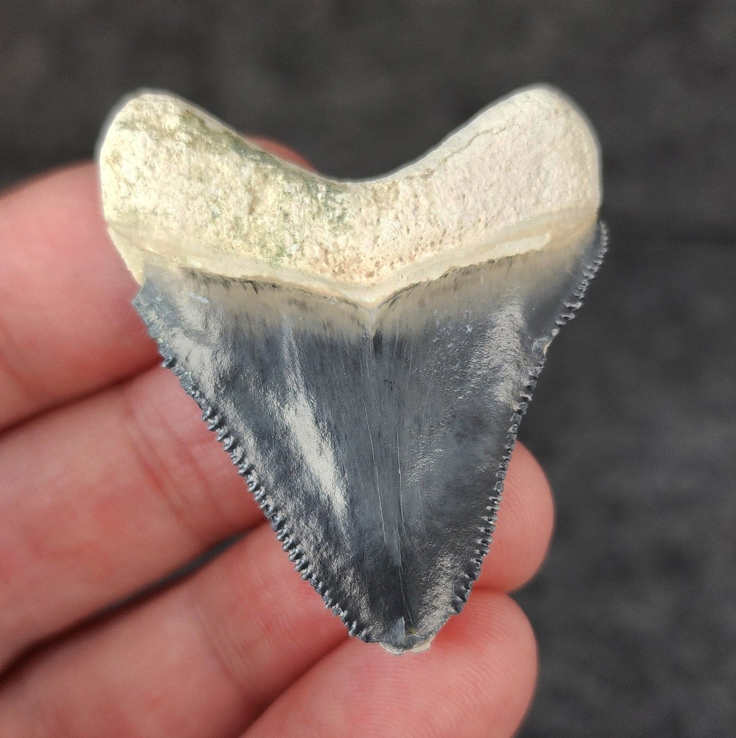 Authentic, 1.76" Fossil Megalodon Tooth - Bone Valley, Florida - Fossil Driven