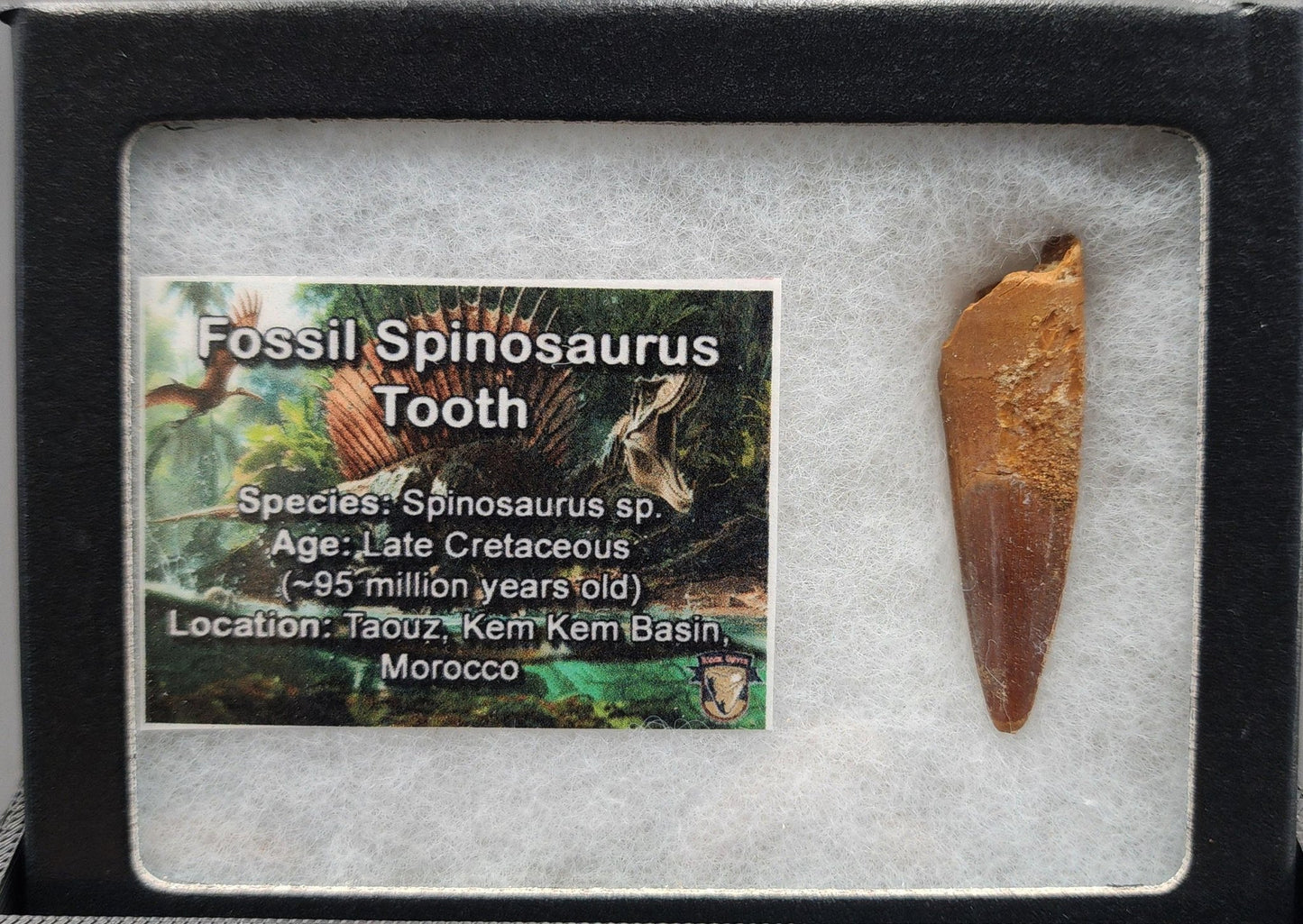Authentic, 1.76" Spinosaurus Tooth - Real Dinosaur Tooth - Fossil Driven