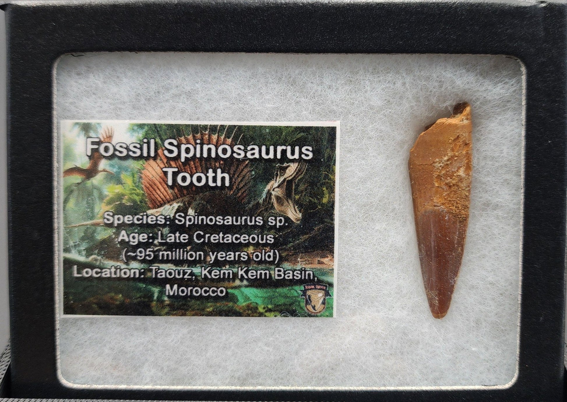 Authentic, 1.76" Spinosaurus Tooth - Real Dinosaur Tooth - Fossil Driven