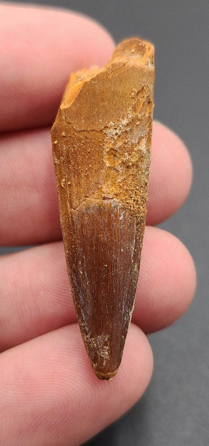 Authentic, 1.76" Spinosaurus Tooth - Real Dinosaur Tooth - Fossil Driven