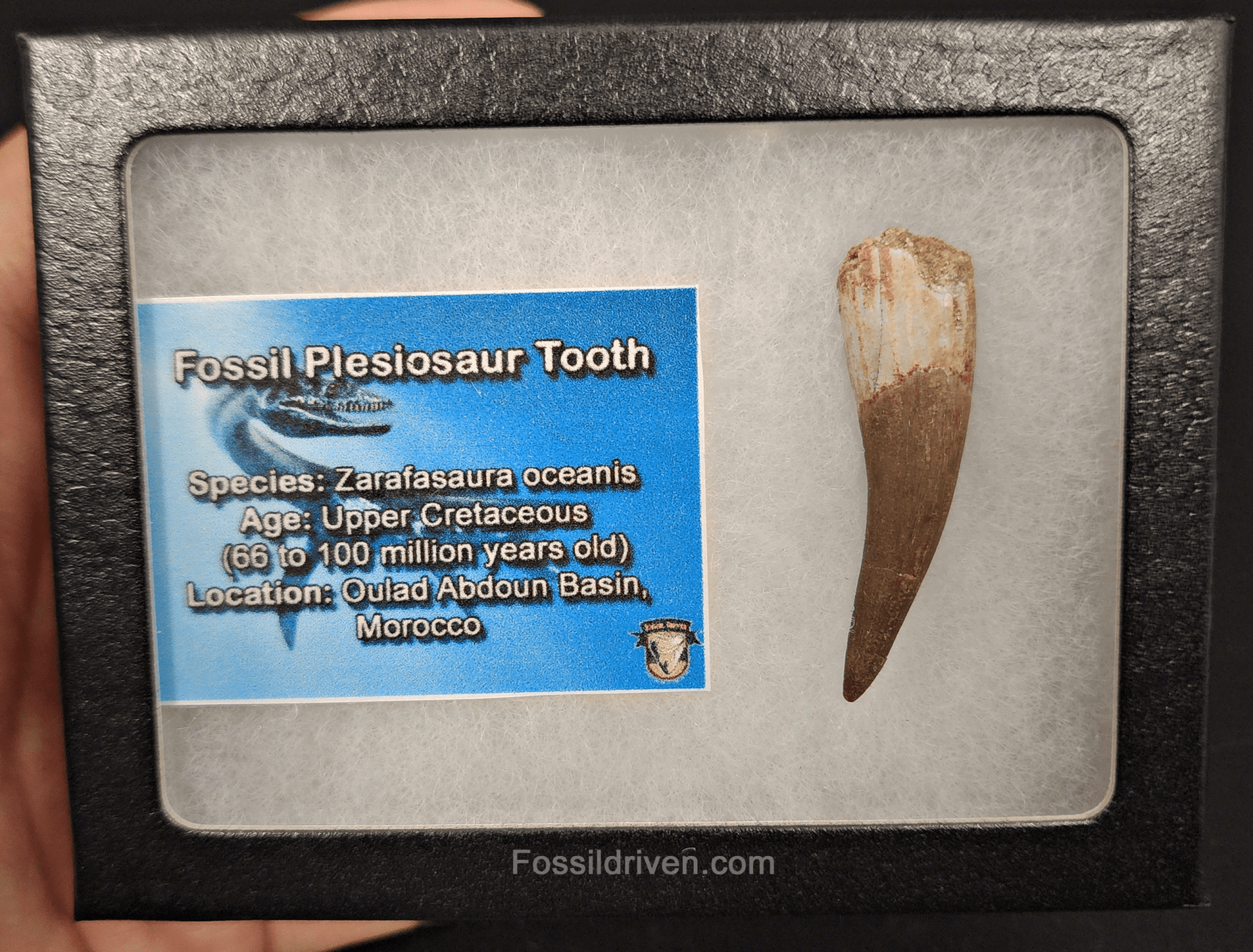 Authentic, 1.78" Plesiosaur Tooth - Morocco - Fossil Driven
