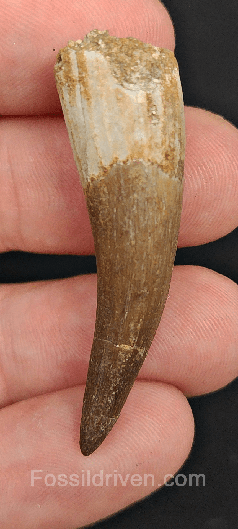 Authentic, 1.78" Plesiosaur Tooth - Morocco - Fossil Driven